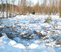 Расчистка участка 1 марта в Корниевские Гривки во Всеволожском районе