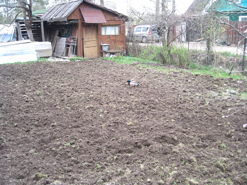 Выравнивание земли и посев газона в СНТ Приютино на Дороге Жизни
