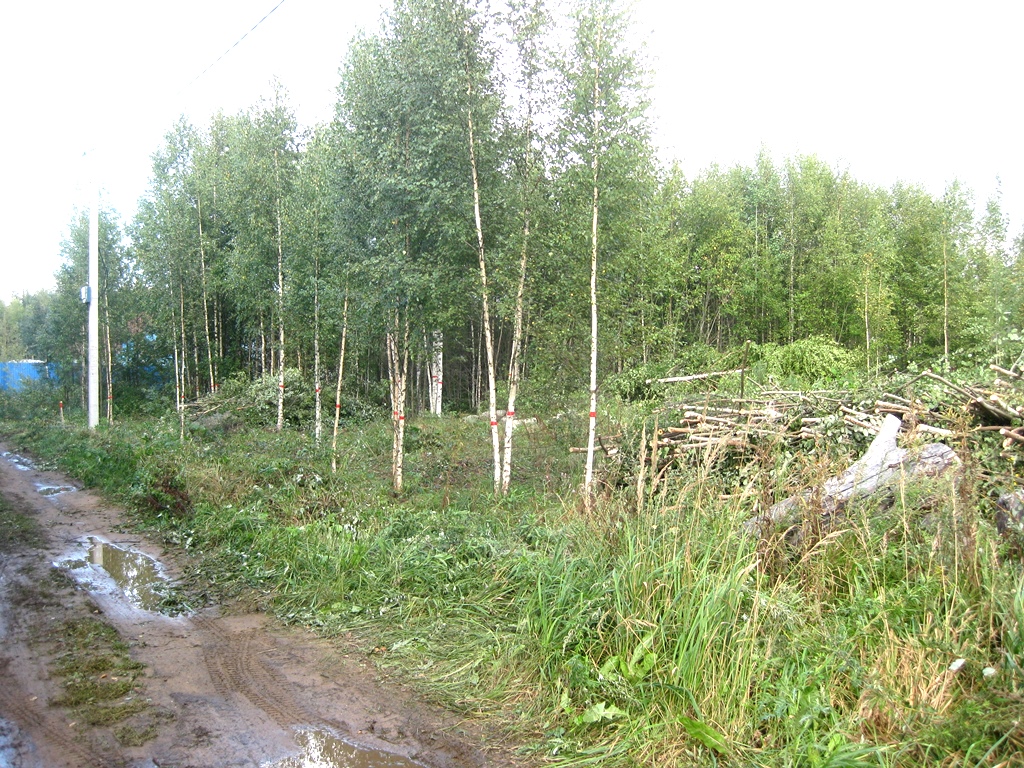 Вырубка ДКР в д.Вирки в Колтушском сельском поселении