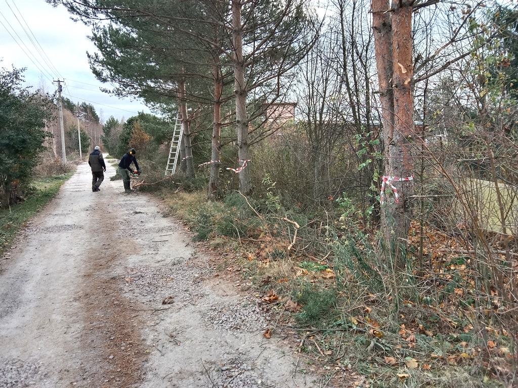 Вырубка деревьев вдоль дорог в СНТ Светлана в пос. Соловьевка
