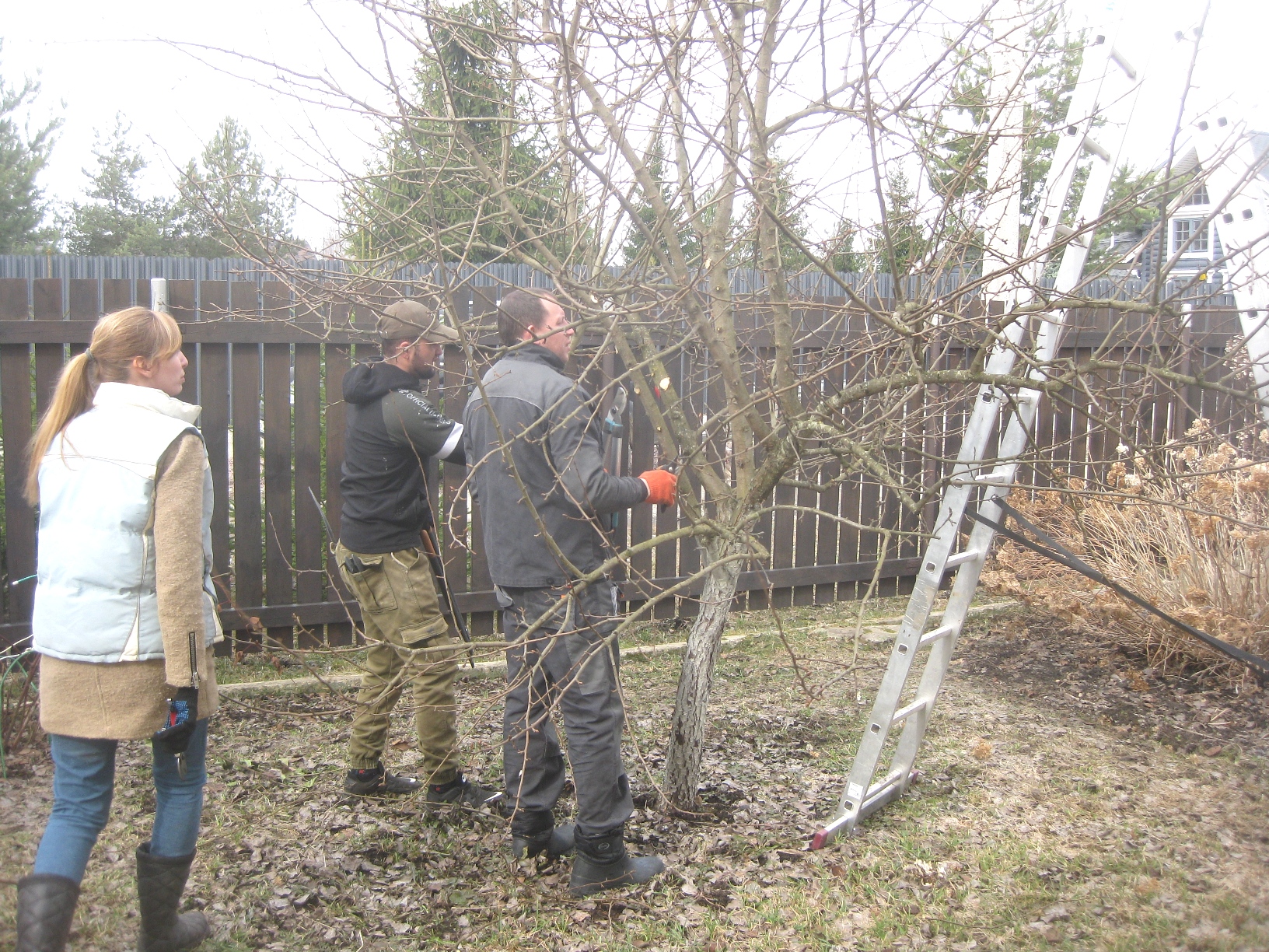 Весенняя обрезка и обработка плодовых деревьев в Павловске