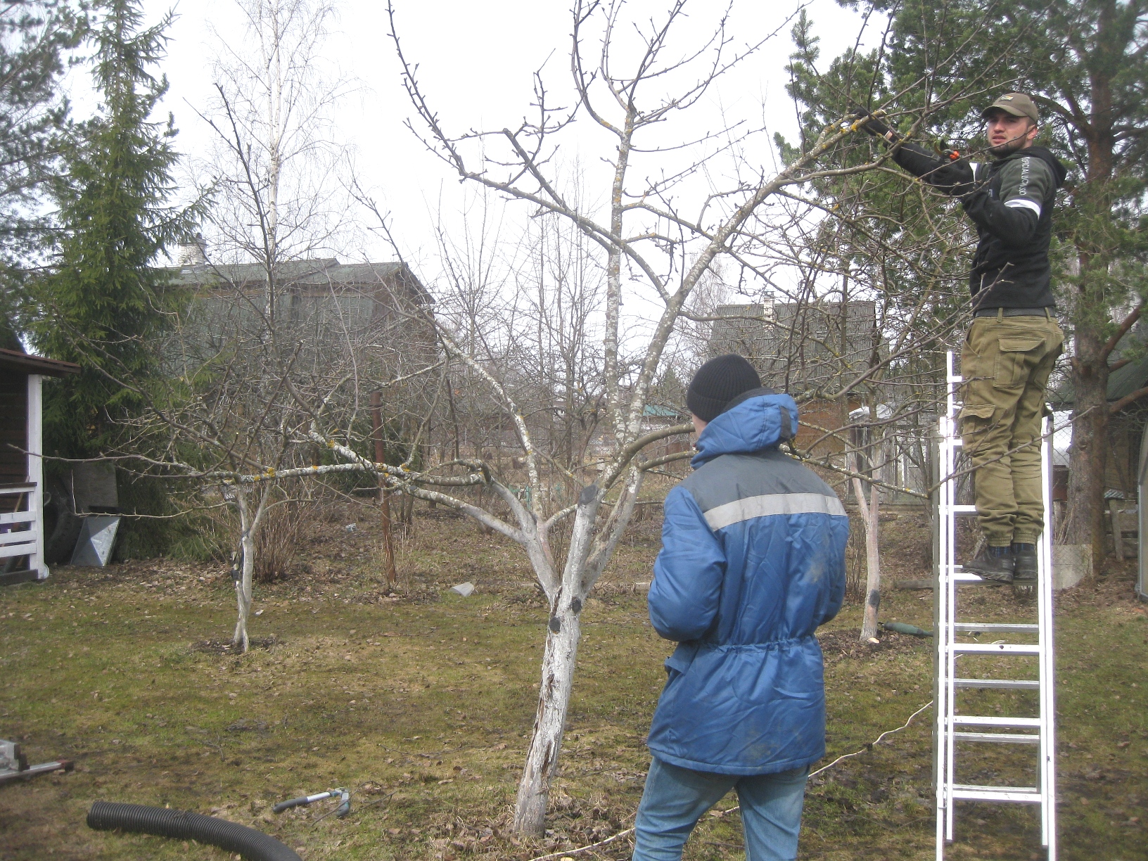Весенняя обрезка и обработка плодовых деревьев в Павловске